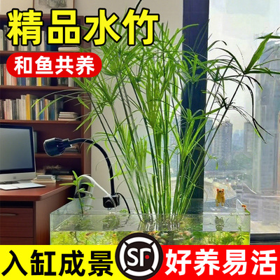 水竹水培植物鱼缸造景净化水质水草水生植物旱伞草鱼池龟缸绿植