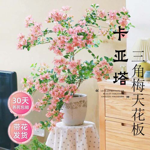 卡亚塔三角梅盆栽带花苞重瓣爬藤花卉植物室内阳台特大苗四季开花