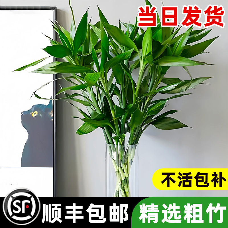 富贵竹水培植物室内招财转运竹子水养发财树带根客厅花卉绿植盆栽