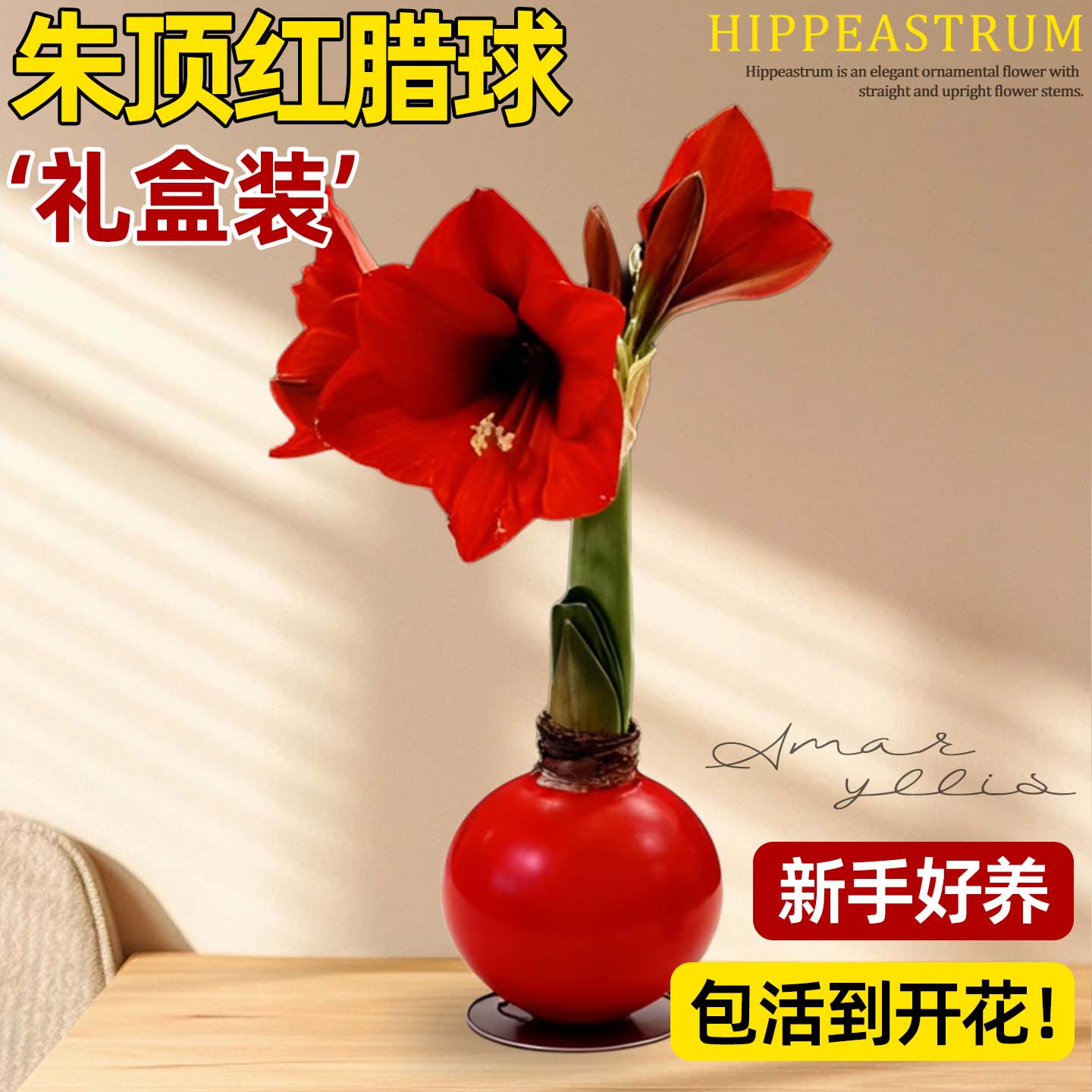 蜡封朱顶红种球进口重瓣阿弗雷花孔雀特大蜡球室内球根花卉年宵花