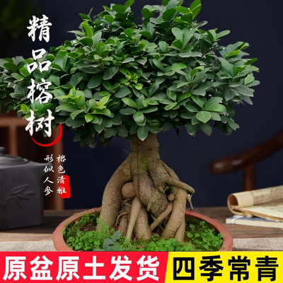 人参榕大小榕树盆栽大型小叶榕树盆景室内外庭院四季常青老桩绿植