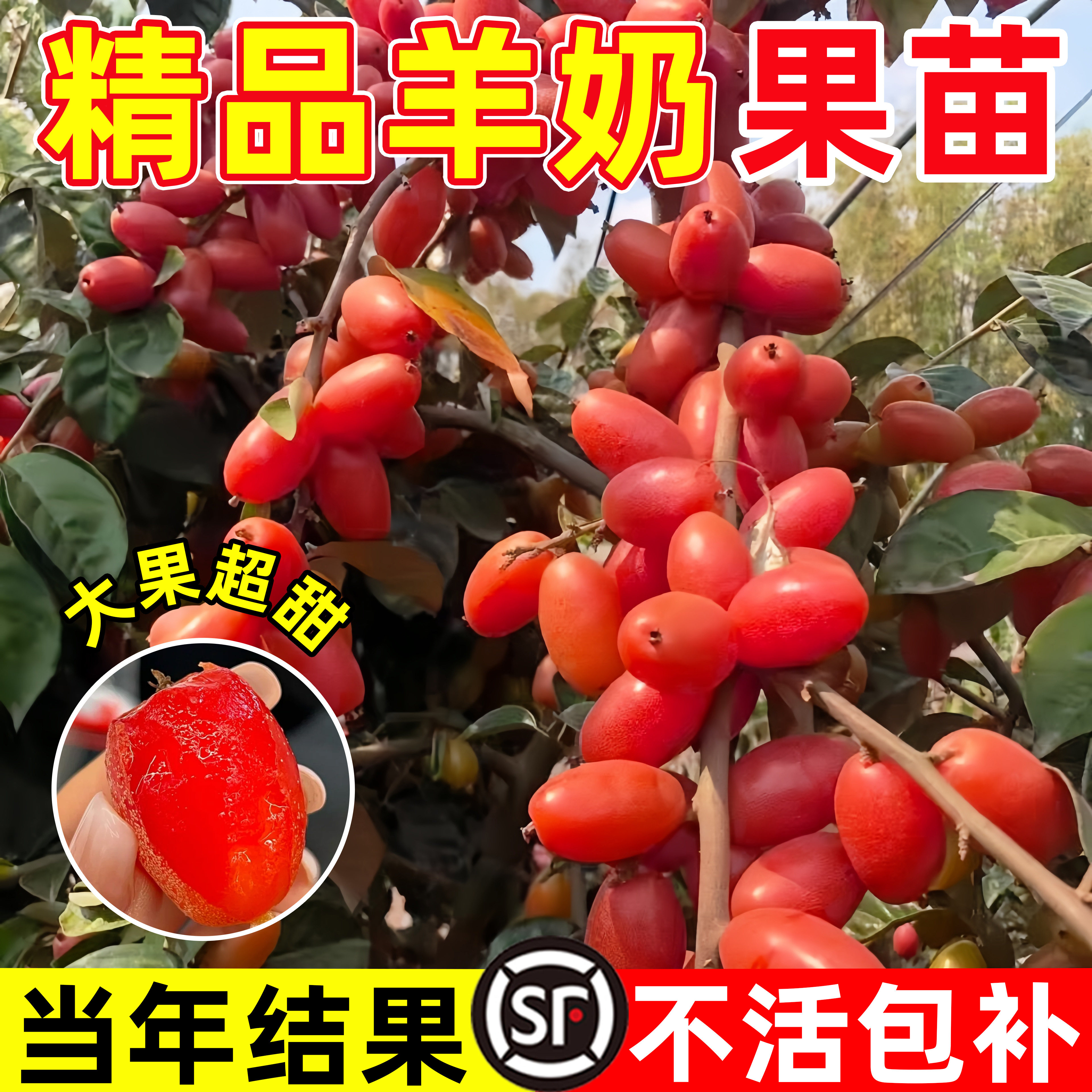 羊奶果苗嫁接苗特大果树苗盆栽庭院地栽胡颓子南北方种植当年结果