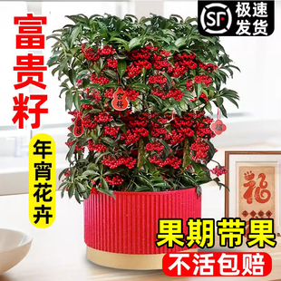 富贵籽盆栽带红果客厅阳台耐寒植物黄金万两室内花卉四季好养绿植
