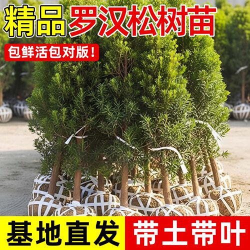 庞贸正宗罗汉松树庭院盆景造型树