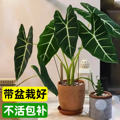 绿天鹅绒海芋盆栽大叶天鹅绒竹芋彩叶芋室内阳台观叶植物四季好养