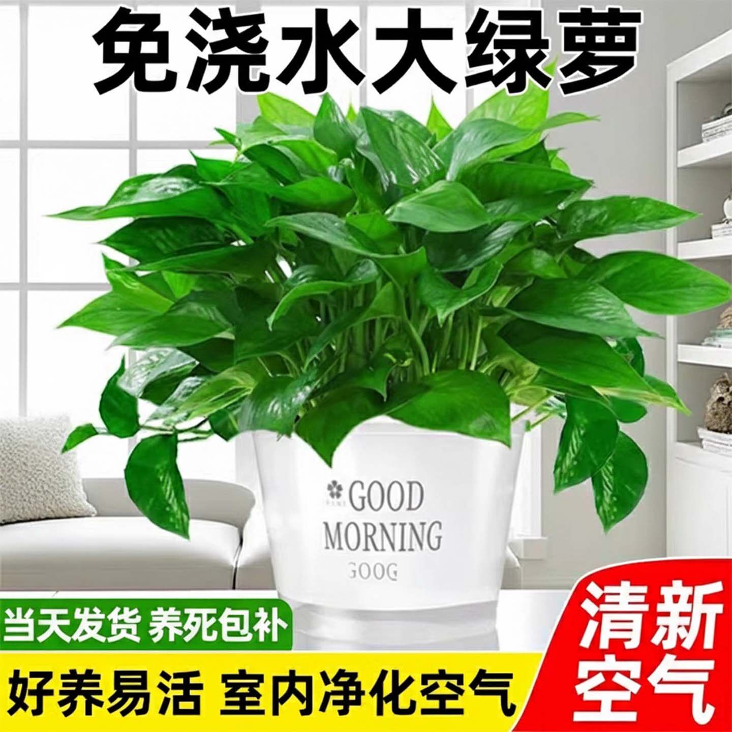 绿萝室内盆栽水培植物绿箩长藤款特大号盆客厅绿植净化空气除异味