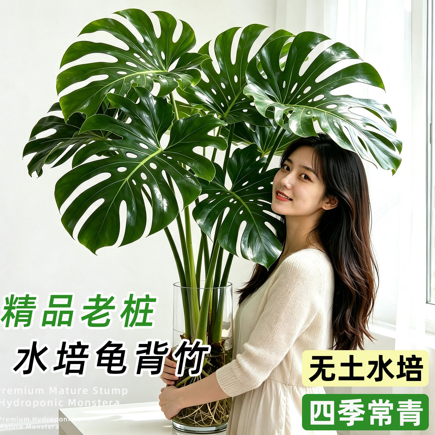 龟背竹水培老桩大叶易养室内绿植图片