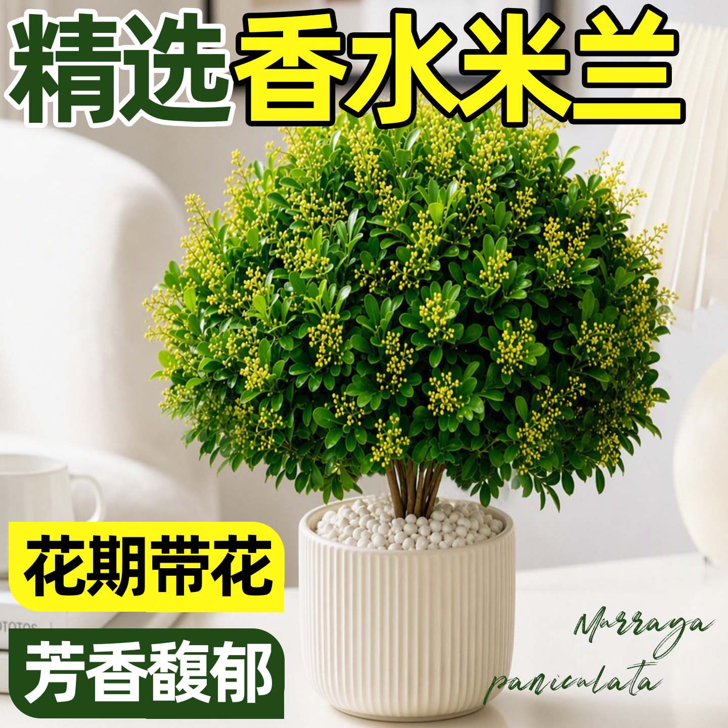 香水米兰盆栽带苞浓香四季室内图片
