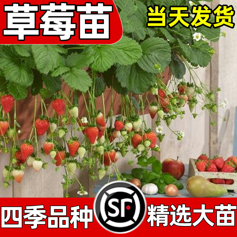 特大号奶油优质草莓苗盆栽隋珠种植苗室内室外阳台庭院种植爆满盆