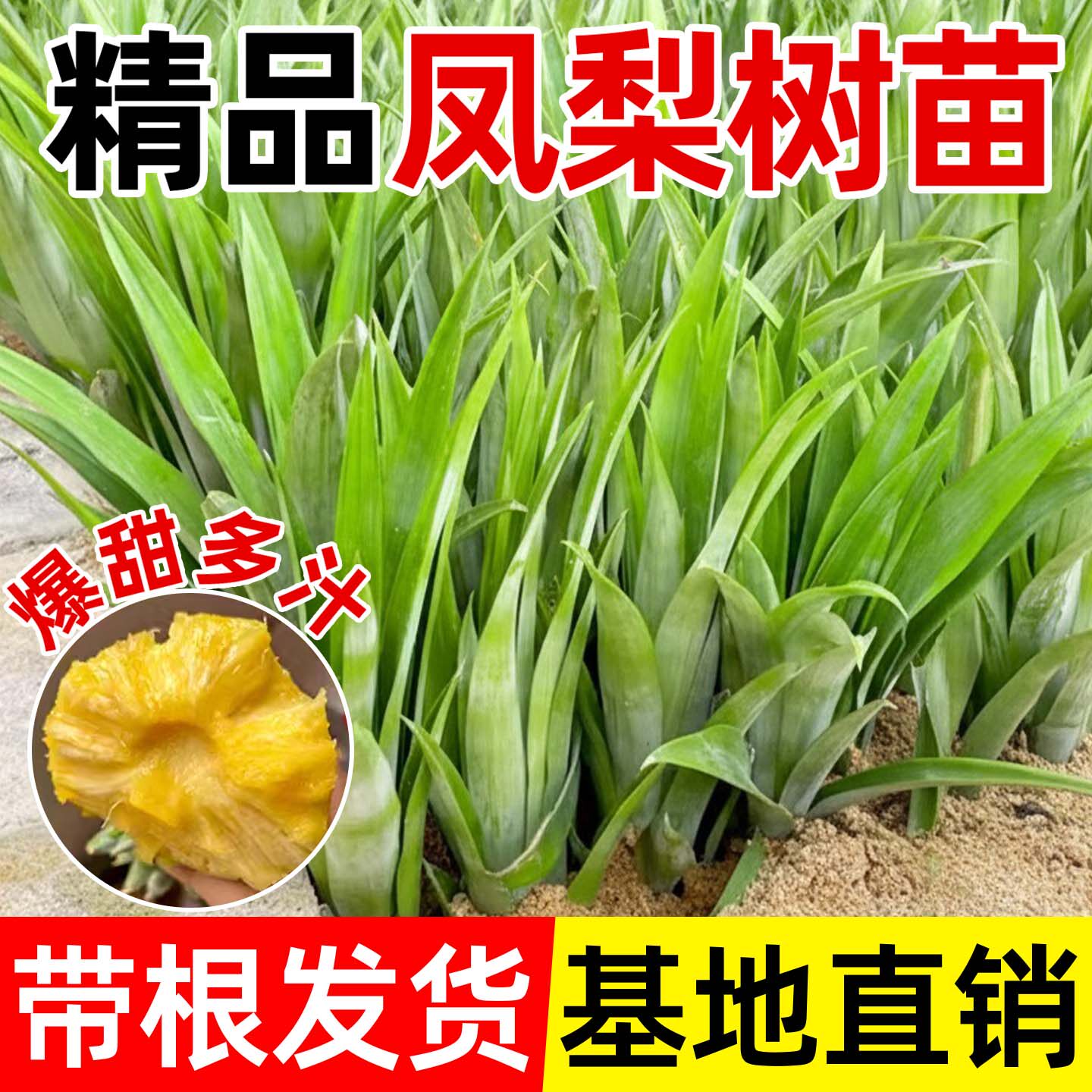 正宗金钻凤梨苗带根带叶盆栽图片