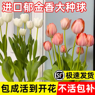 郁金香种球水培花卉土养植物四季 室内花好养活盆栽花苗鲜花种籽子