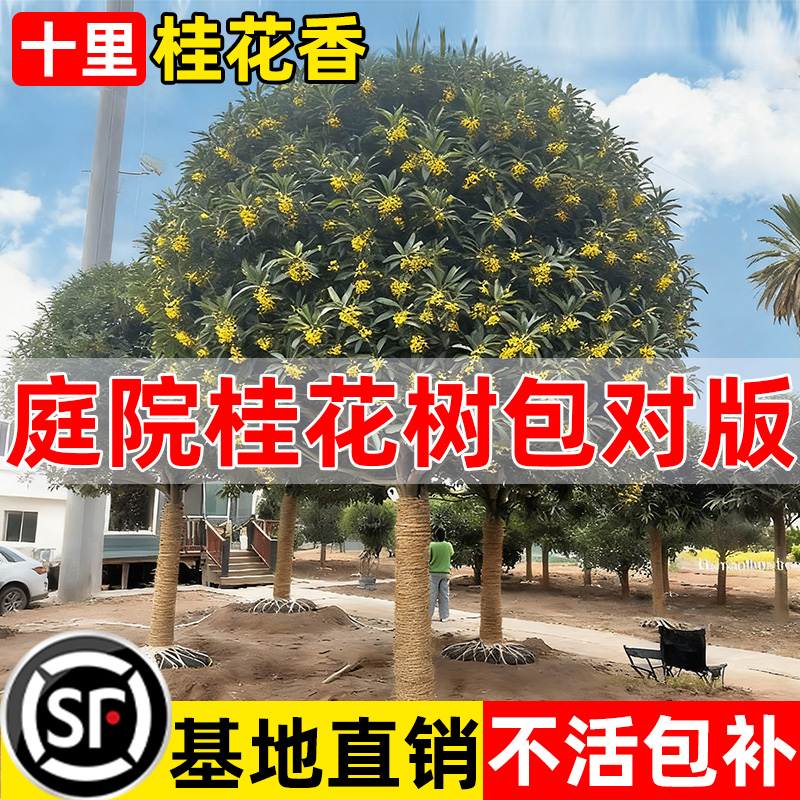桂花树苗大树金桂四季桂八月桂庭院别墅盆地栽南北方种植物浓香型
