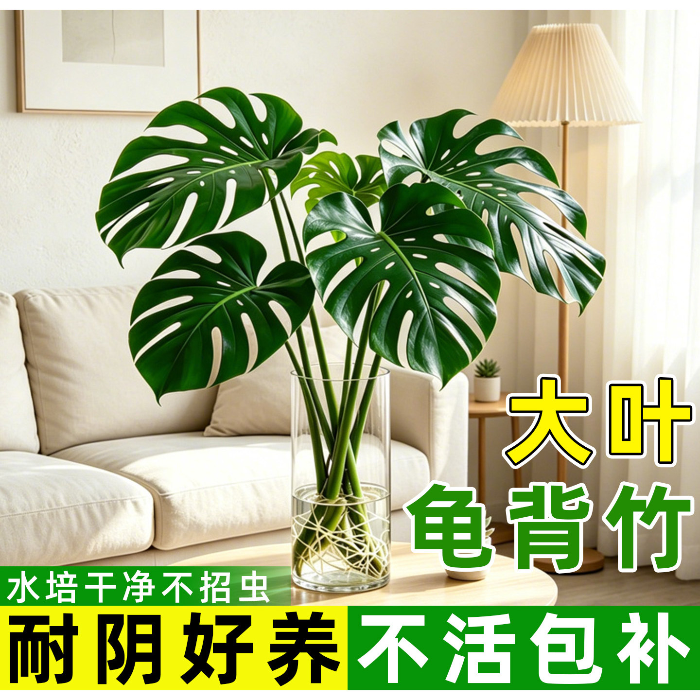 龟背竹水培老桩大叶易养室内绿植图片