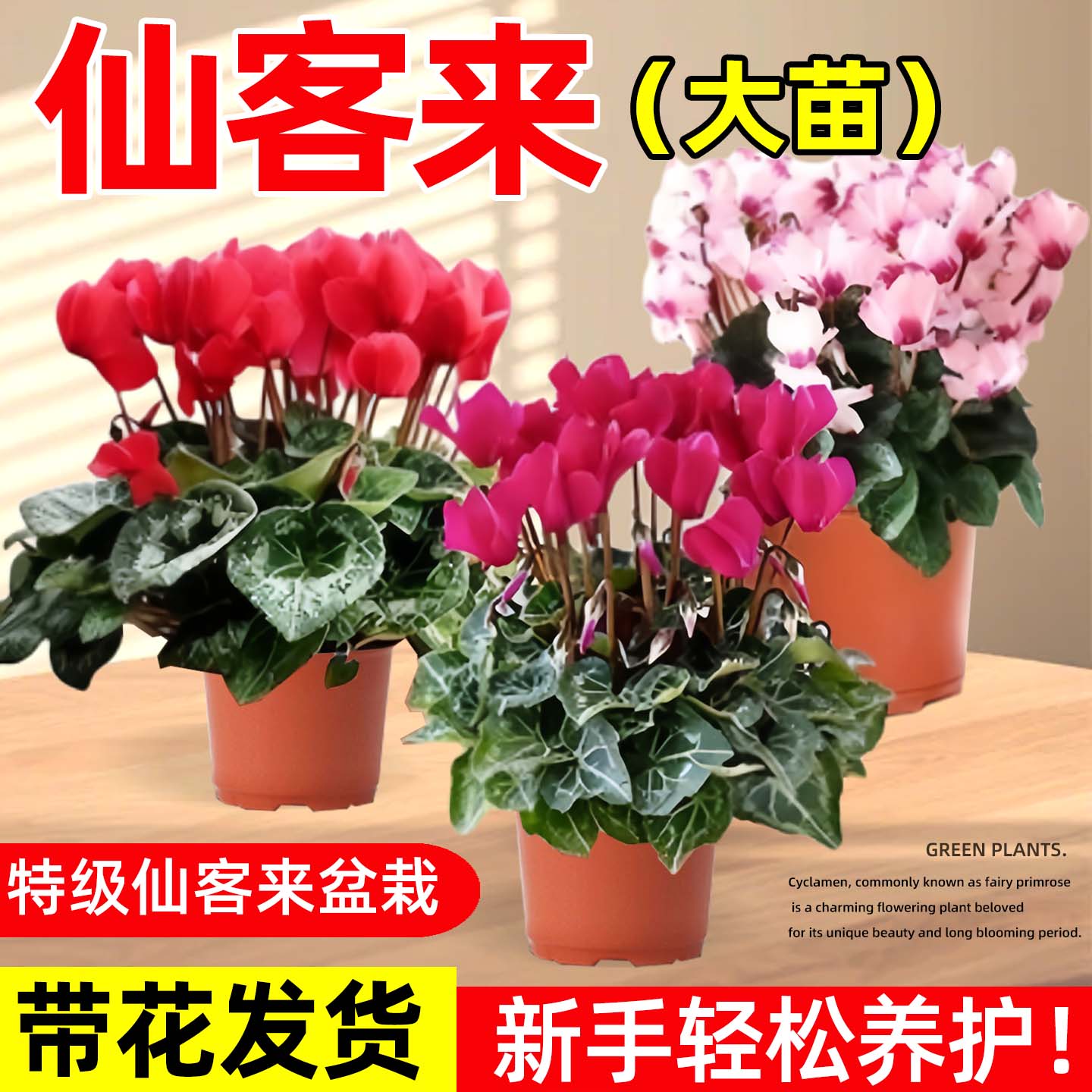 仙客来盆栽花苗兔耳花阳台室内开花花卉蝶衣花年宵花绿植好养大花