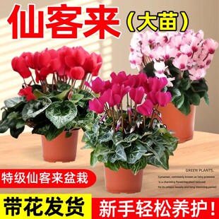 仙客来盆栽花苗兔耳花阳台室内开花花卉蝶衣花年宵花绿植好养大花