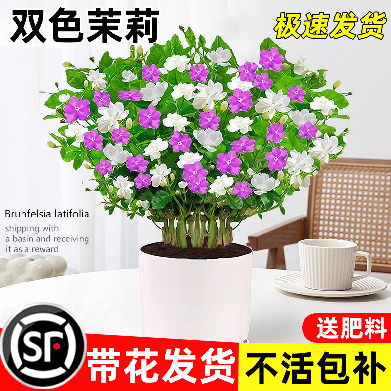 双色茉莉花盆栽带花苞四季鸳鸯茉莉花室内外阳台开花苗浓香型花卉