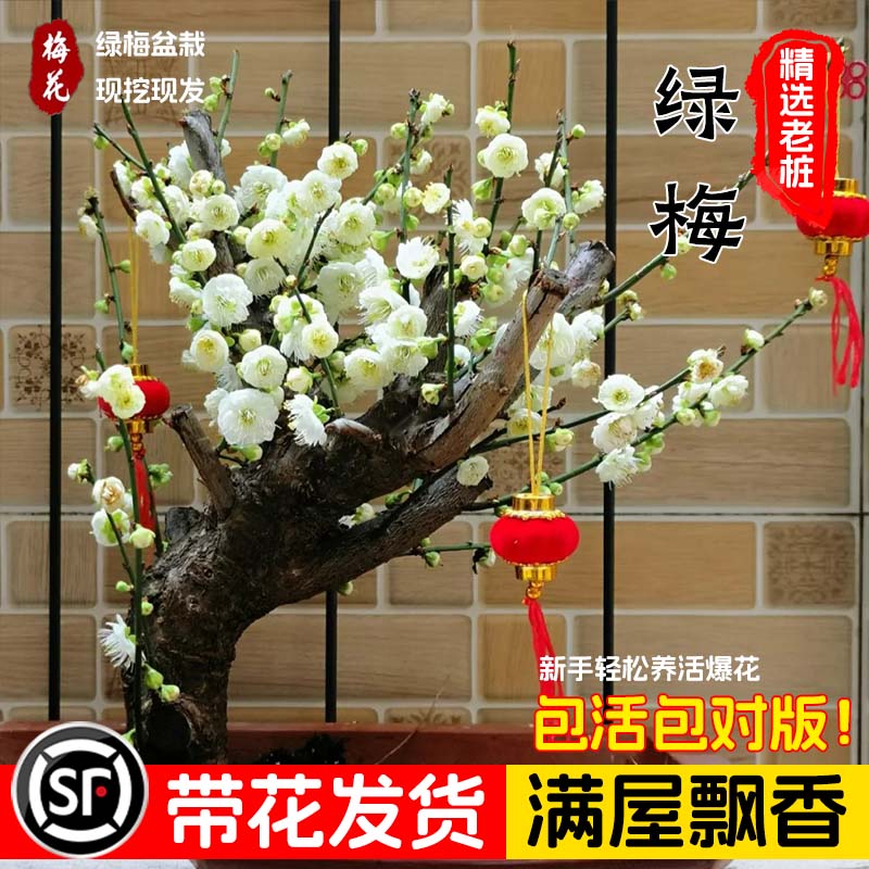 绿梅盆栽树苗庭院地栽室内阳台四季耐寒绿植带花卉腊梅花老桩盆景