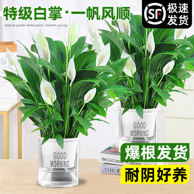 白掌盆栽一帆风顺带花水培植物室内客厅水培红掌绿萝懒人好养花卉