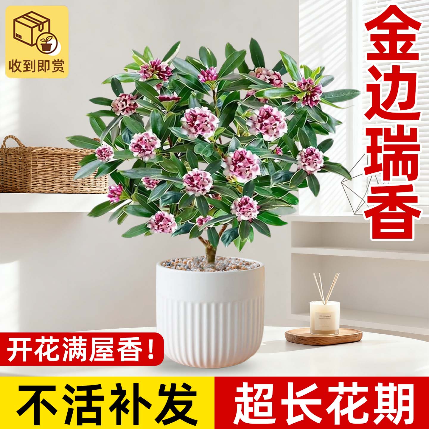 金边瑞香盆栽浓香型带花苞室内客厅阳台大苗四季花卉植物年宵花