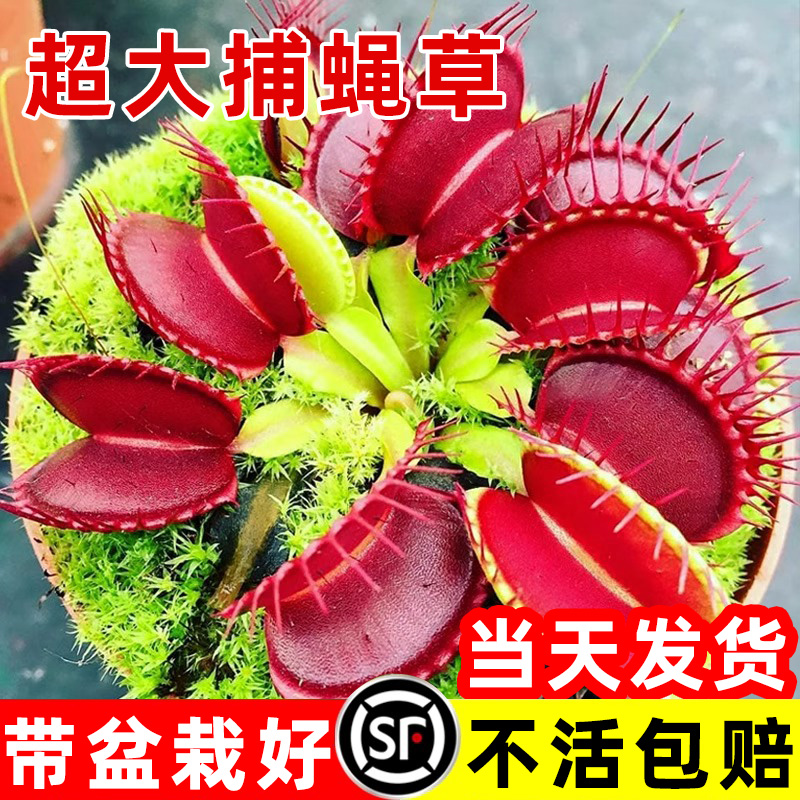 超大捕蝇草盆栽猪笼草驱蚊草捕虫草食虫草懒人好养室内桌面绿植物