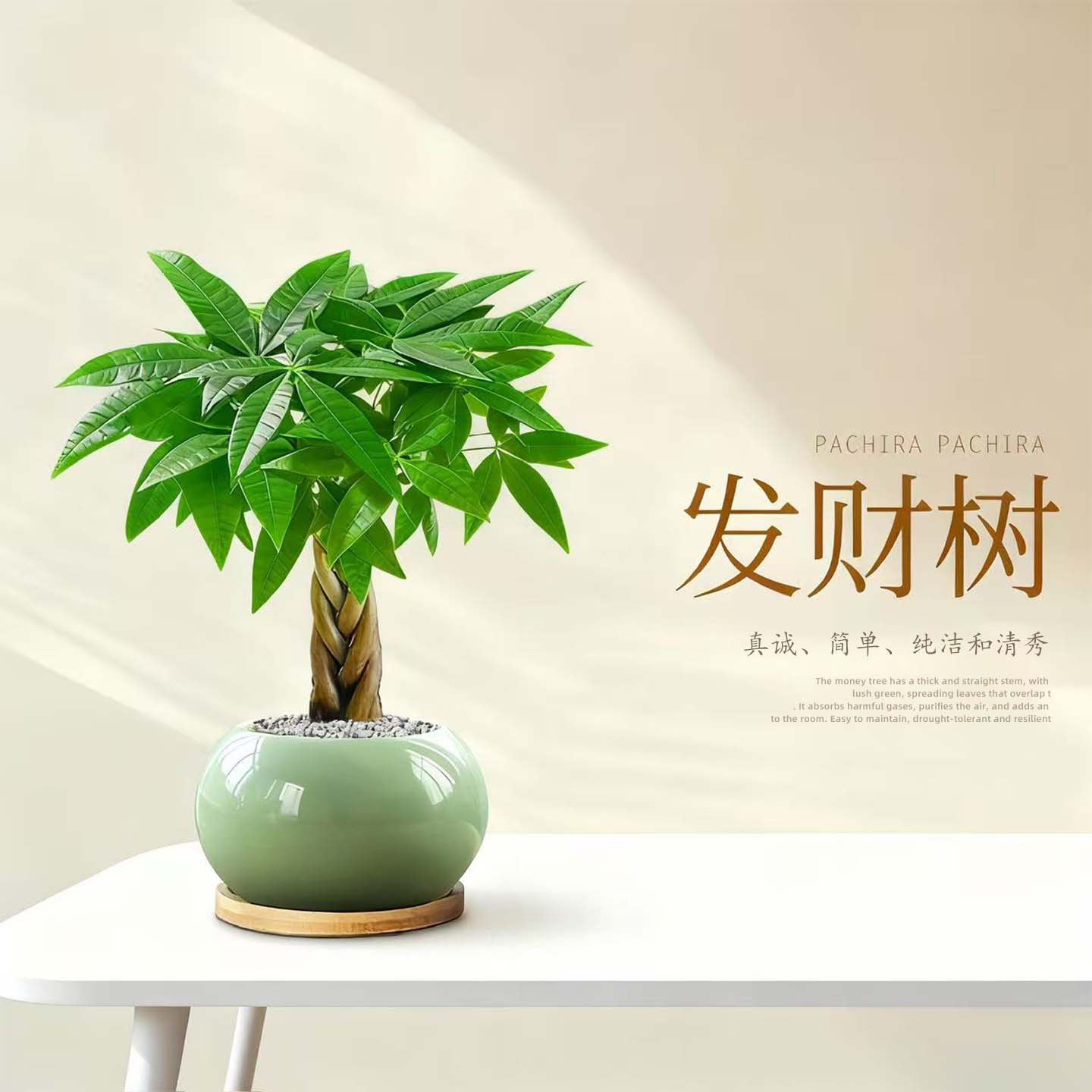 发财树小盆栽办公室内客厅花卉绿植物四季好养桌面盆景旺宅招财树