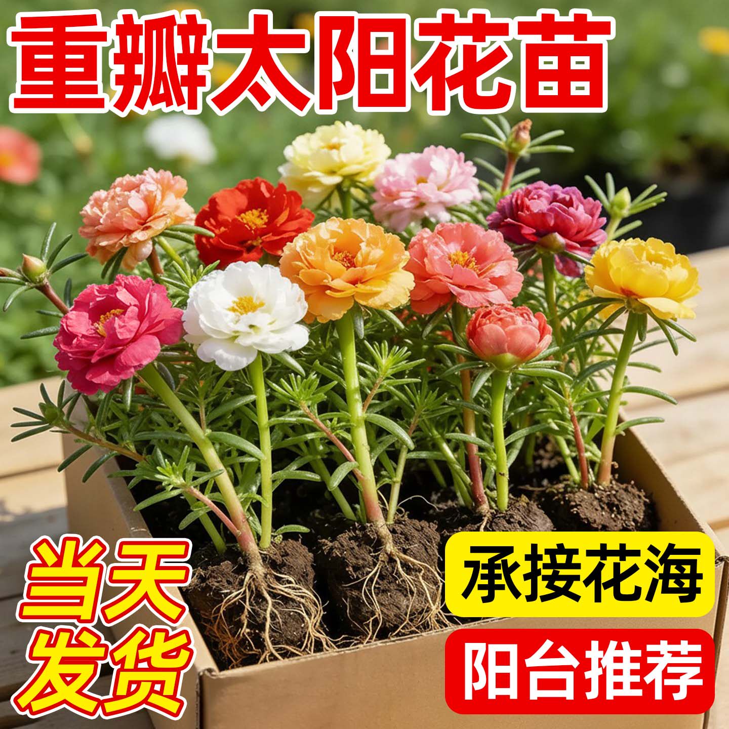 庞贸重瓣混色带根好养耐热太阳花图片