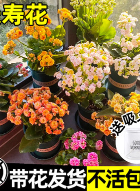 长寿花盆栽四季金狐狸重瓣大花花苗带花苞开花室内好养易活的花卉