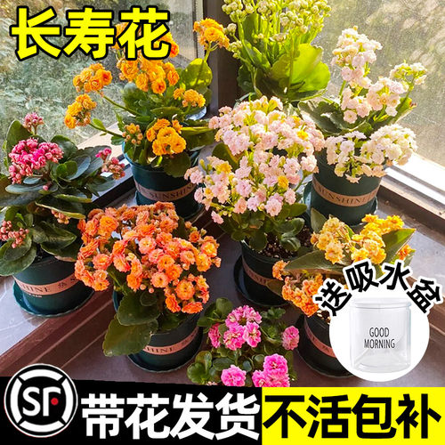 长寿花盆栽室内四季好养花卉植物