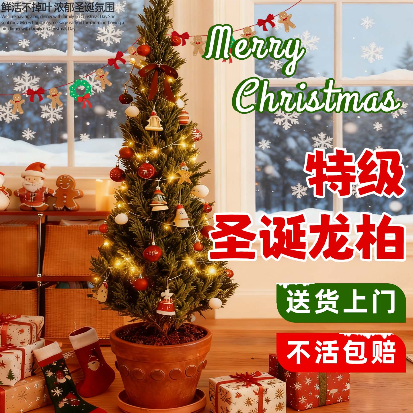 龙柏松树苗盆景乔木桧柏树圣诞树真树客厅大型绿植物装饰摆件好养