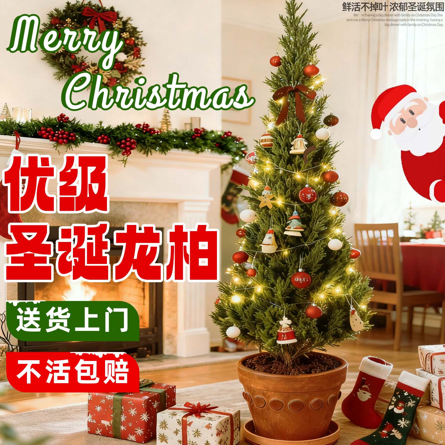 塔白树苗柏树龙柏圣诞装饰礼物客厅氛围感摆件大型落地好养绿植物