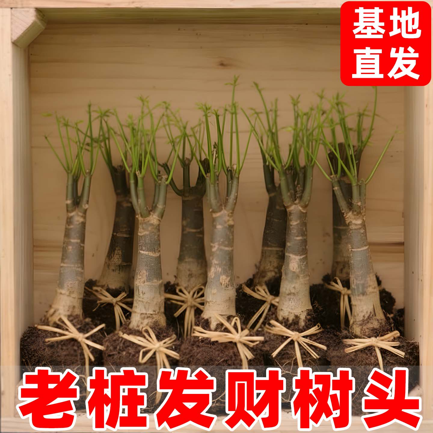 发财树头根老桩树头绿植室内盆栽花卉植物裸根美化家居净化空气苗
