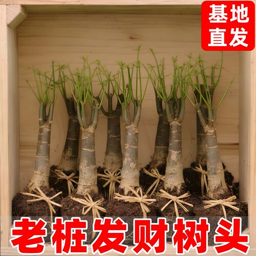 庞贸发财树头根老桩树头根