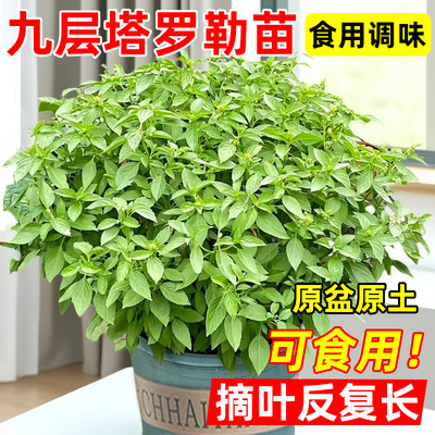 九层塔盆栽可食用大叶甜罗勒
