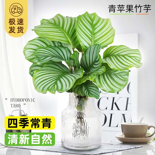 水培植物青苹果竹芋盆栽室内办公桌好养喜阴净化空气四季常青绿植