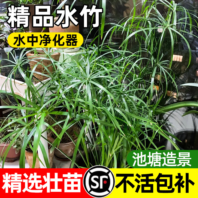 水培植物绿植净化水质