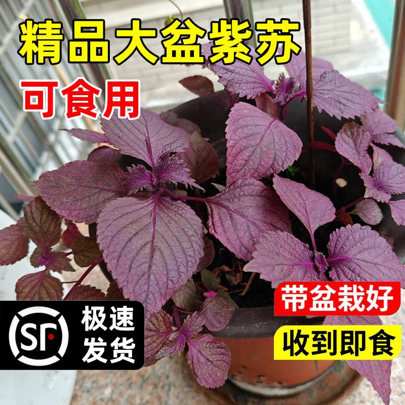 正宗紫苏苗盆栽食用双面老品种带土大叶室内阳台种植蔬菜秧苗植物