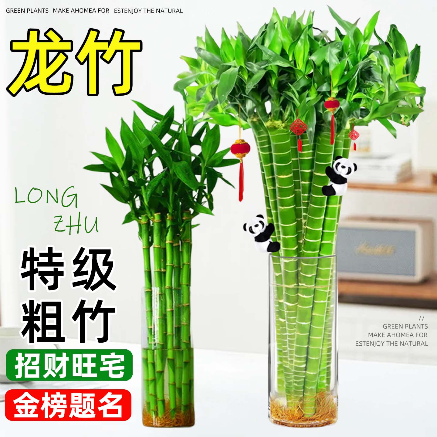 带根龙竹开运直竹富贵竹转运竹水培植物花卉水养客厅室内招财绿植