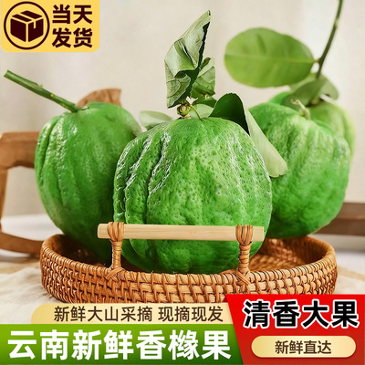 云南新鲜香橼果大果自种食用香橼果香甜清脆现采摘发货好吃特大果