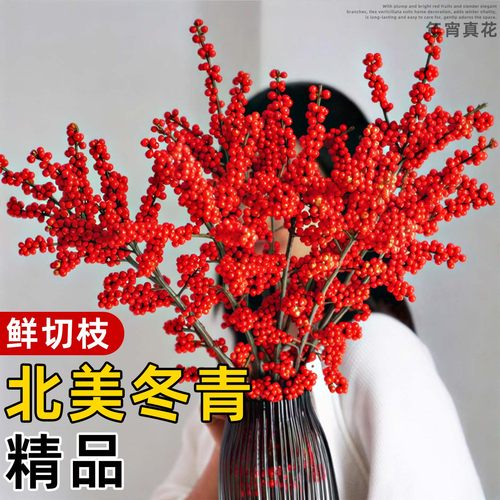 北美冬青红果室内客厅年宵鲜切花