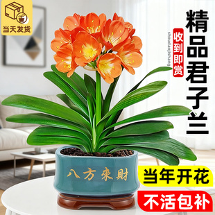 君子兰盆栽客厅精品名贵植物四季 室内观赏鲜花卉绿植好养易活植物