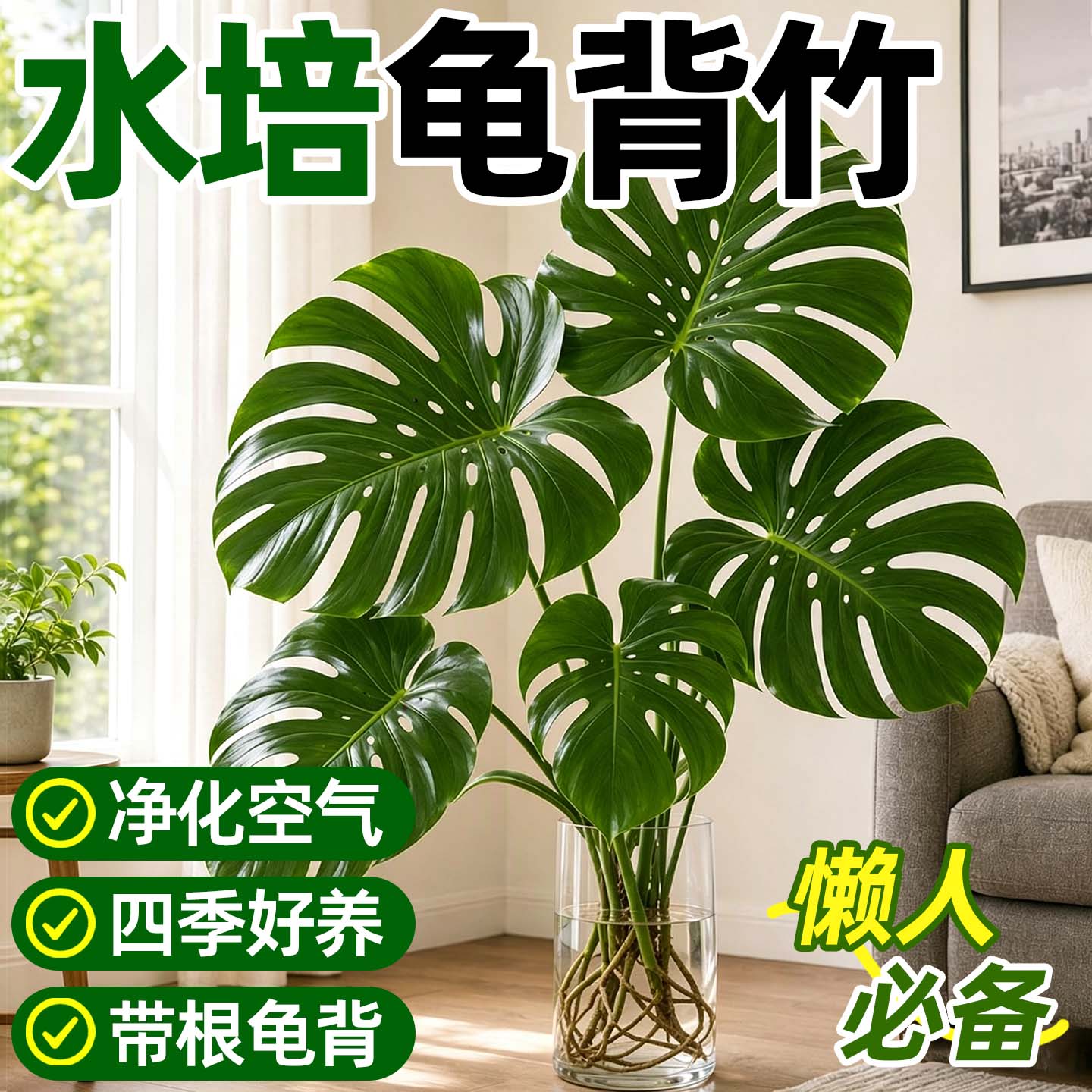 龟背竹水培老桩大叶易养室内绿植图片