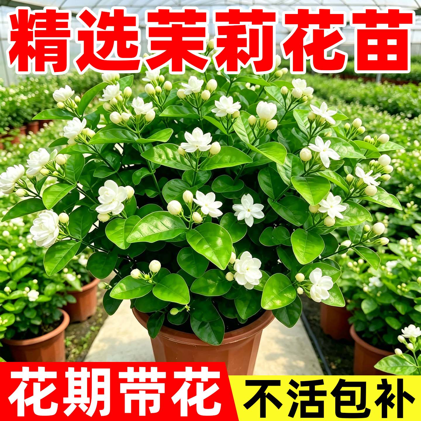 茉莉花盆栽花期带花室内阳台桌面盆景绿植花卉花香浓郁四季好养活