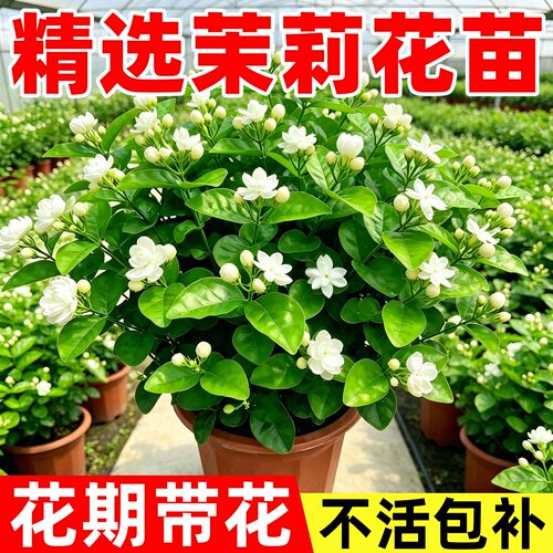 庞贸茉莉花盆栽四季好养花香浓郁