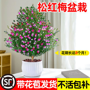 松红梅盆栽带花苞花卉开花室内外阳台庭院地栽老桩大苗四季绿植物