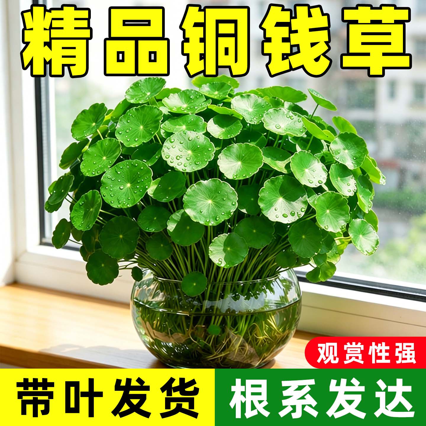 大叶铜钱草水养绿植物盆栽室内鱼缸水草专用铜钱草带根好养活植物