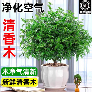 正宗清香胡椒木盆栽花卉室内盆景净化空气绿植物九里香清香木老桩
