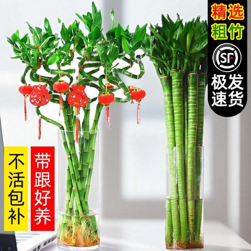 水培植物转运竹室内客厅富贵竹龙竹观音竹办公室桌面四季盆栽绿植
