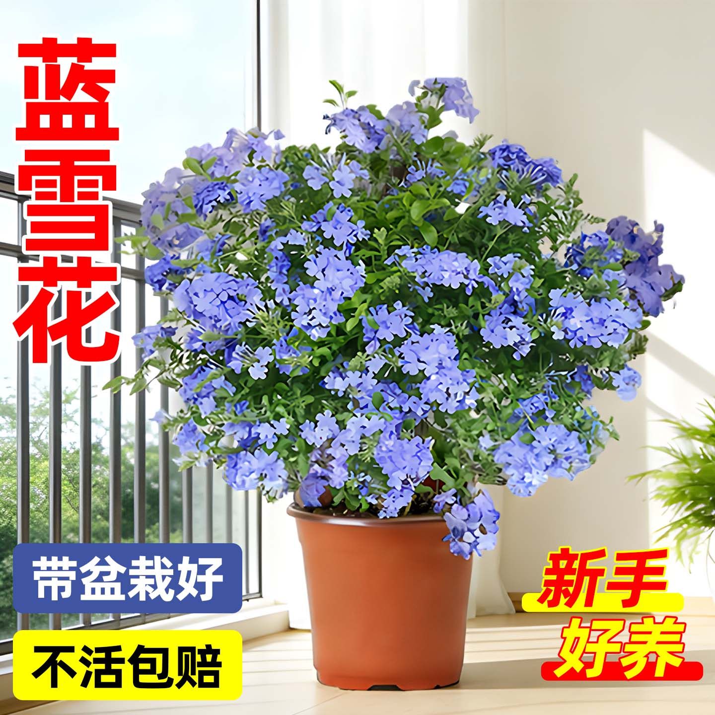 蓝雪花棒棒糖盆栽花卉大苗花期带花室内外阳台庭院耐热好养活植物