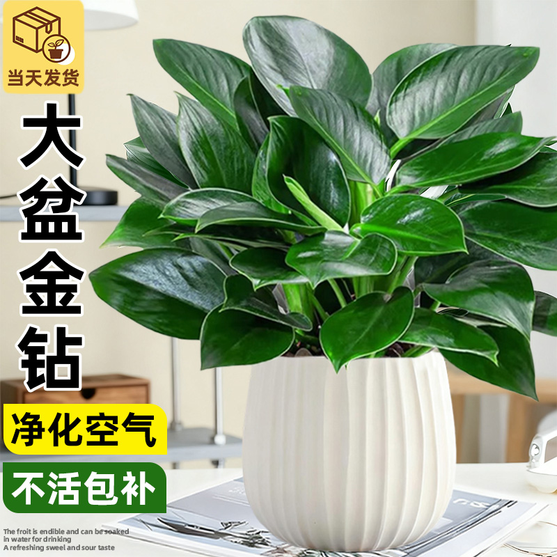 金钻盆栽绿植绿萝室内客厅植物懒人好养易活花卉桌面绿植净化空气