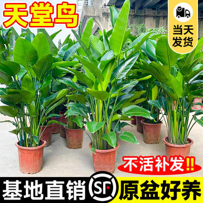 天堂鸟盆栽室内客厅大型绿植办公室高级感落地大叶植物花卉鹤望兰